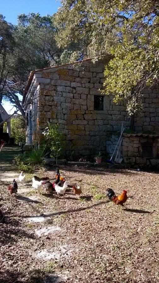 Agriturismo La Vigna Tempio Pausania Luaran gambar